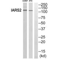 IARS2 antibody