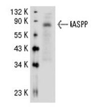 IASPP antibody