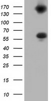 IBRDC2 Antibody