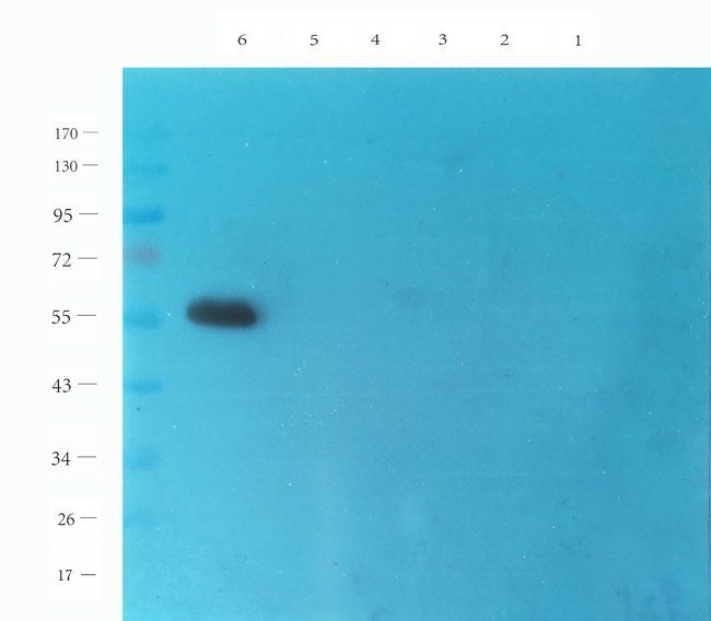 ICAM1 antibody