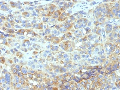 CD54 / ICAM-1 Antibody