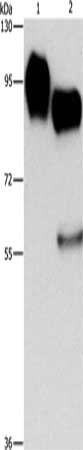 ICAM1 Antibody