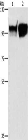 ICAM1 Antibody