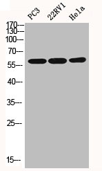 ICAM1 Antibody