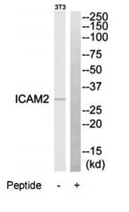 ICAM2 Antibody