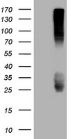 ICAM3 Antibody