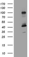 ICAM3 Antibody