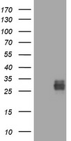 ICAM3 Antibody