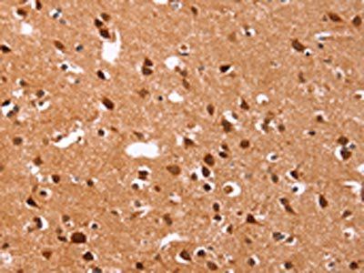 ICAM3 Antibody