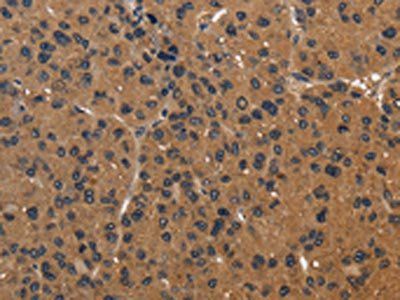 ICAM4 Antibody
