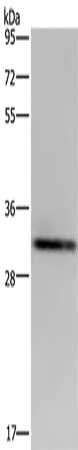 ICAM4 antibody