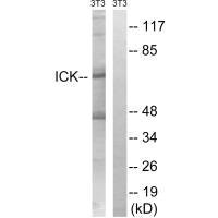 ICK (Ab-159) antibody