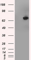 ICOS Antibody