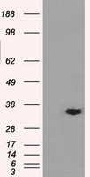 ICOS Antibody