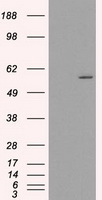 ICOS Antibody