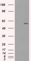 ICOS Antibody