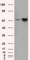 ICOS Antibody