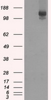 ICOS Antibody