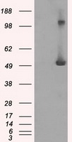 ICOS Antibody