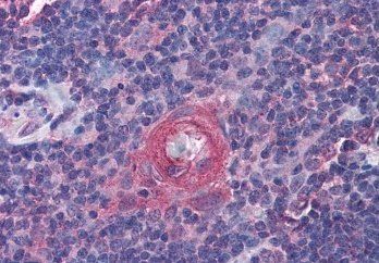Goat anti-ICOS Antibody