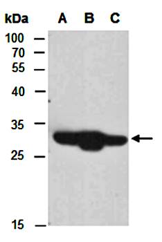 ICOS (N2) Antibody, Rabbit Polyclonal