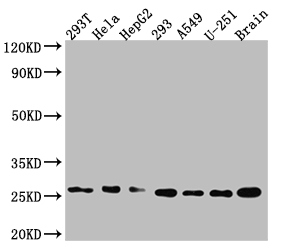 ID1 Recombinant Monoclonal Antibody