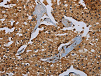 ID2 Antibody