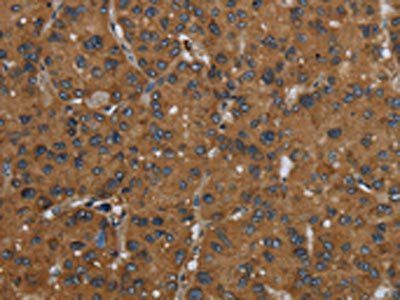 ID2 Antibody