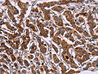 ID2 Antibody