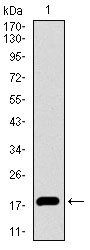 ID2 Antibody