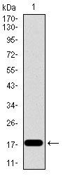 ID2 Antibody