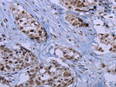 ID3 Antibody