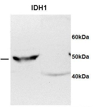 IDH1 antibody