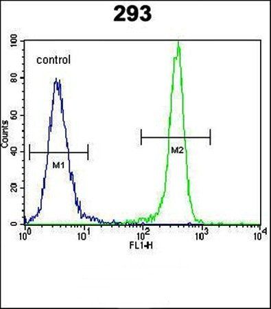 IDH1 antibody