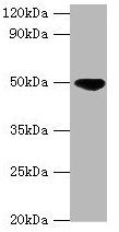 IDH2 antibody