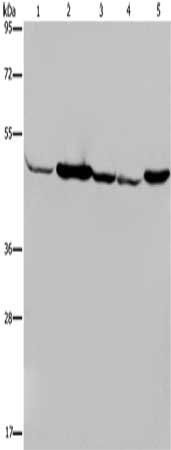IDH2 Antibody