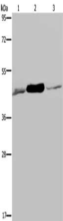 IDH2 Antibody