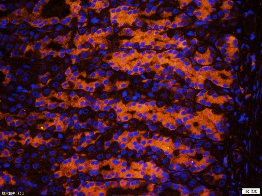 IDH2 antibody