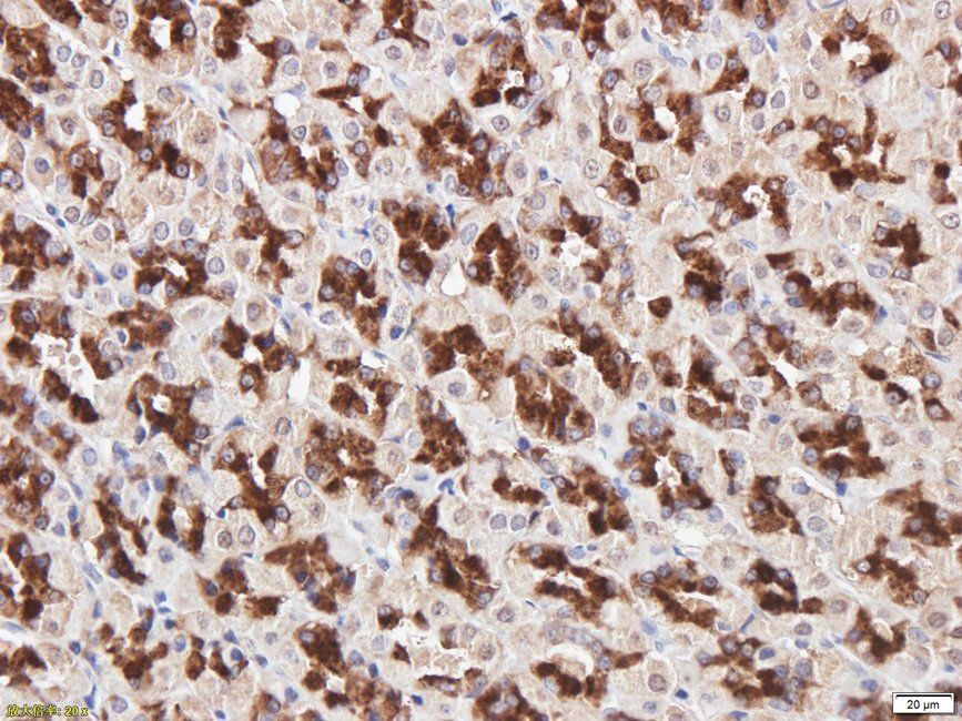 IDH2 antibody