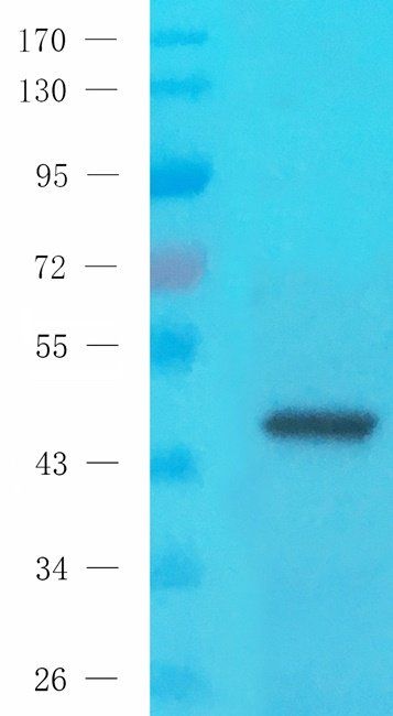 IDH2 antibody