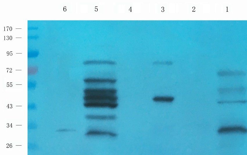 IDH2 antibody