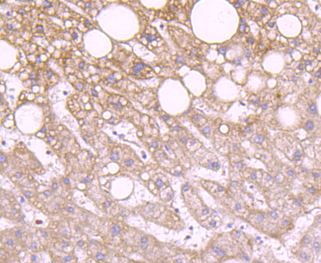 IDH2 Antibody