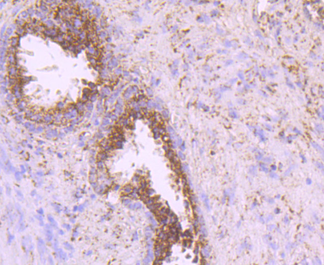 IDH2 Antibody