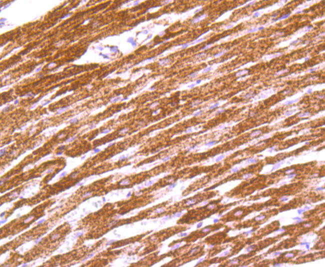 IDH2 Antibody