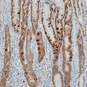 IDH2 antibody
