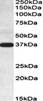 Goat anti-IDH3A Antibody