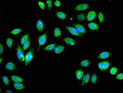 IDH3A antibody