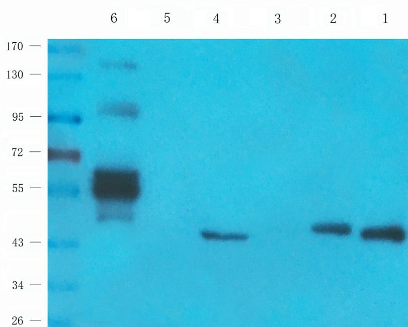 IDHP Rabbit Polyclonal Antibody
