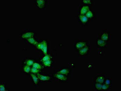 IDO1 Antibody