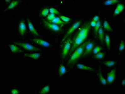 IDO1 Antibody